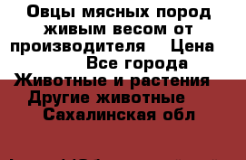 Овцы мясных пород живым весом от производителя. › Цена ­ 110 - Все города Животные и растения » Другие животные   . Сахалинская обл.